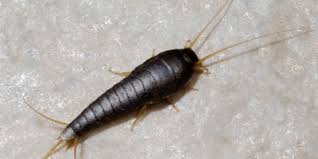 silverfish